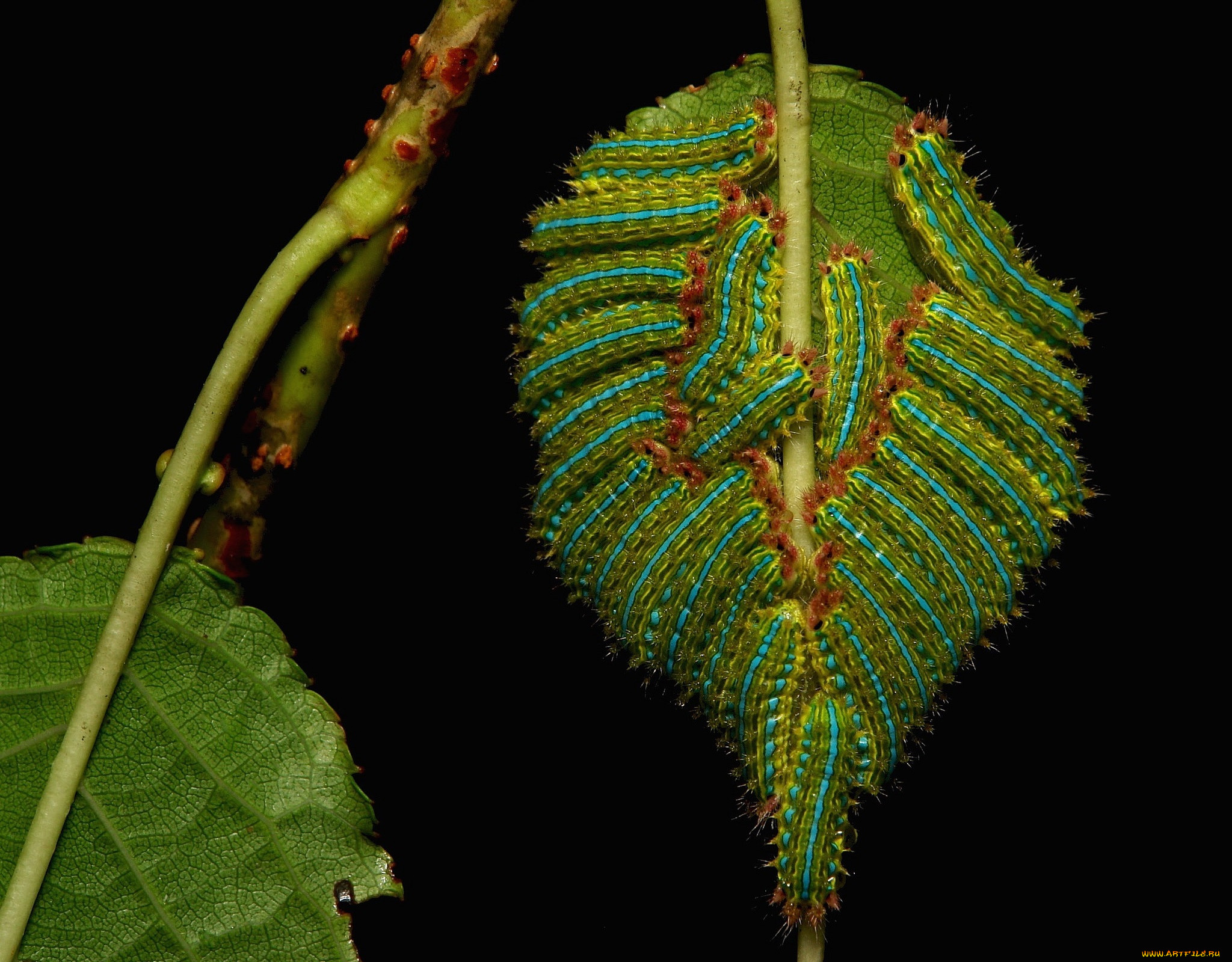 , , itchydogimages, , 